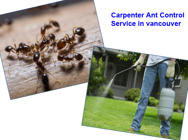 carpenter-ant-control-service
