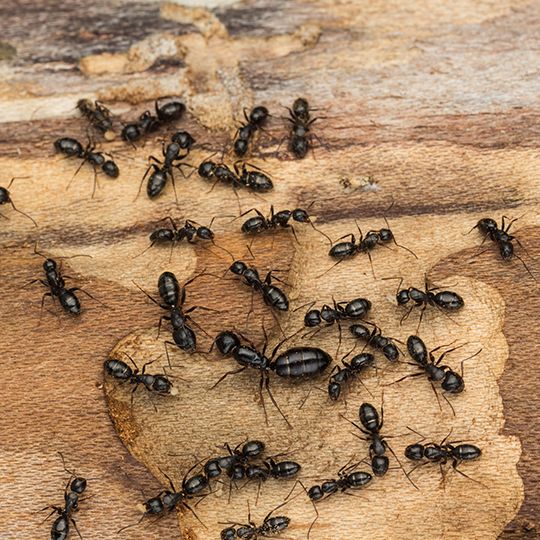 Best way to control carpenter ants