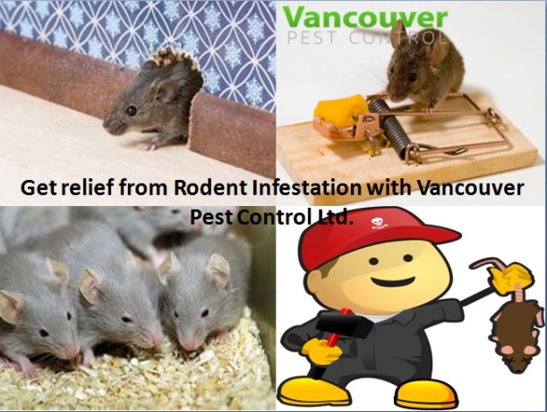 get-relief-from-rodents-attcaks