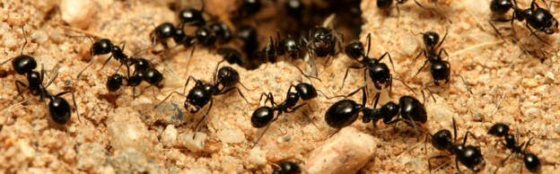 ant-controlservice