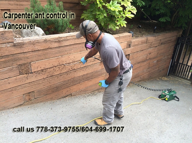 carpenter ant control Vancouver