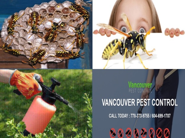 wasp control Vancouver