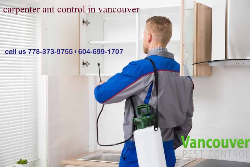carpenter ant control Vancouver